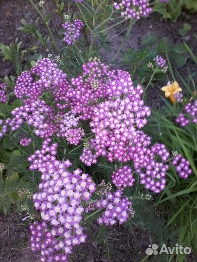 Садовые цветы