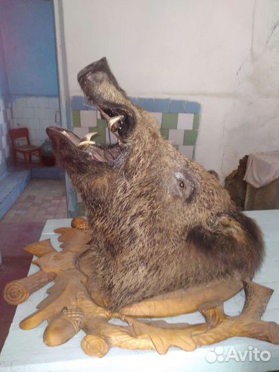 Чучело головы кабана