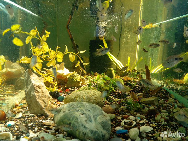 Бриллиантовые цихлиды, стерилизатор Jebo UV-H 11