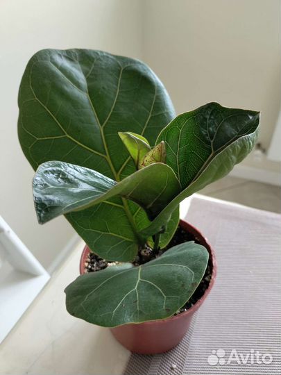 Фикус лирата бамбино