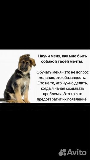 Профессиональная дрессировка собак в Курске, услуг