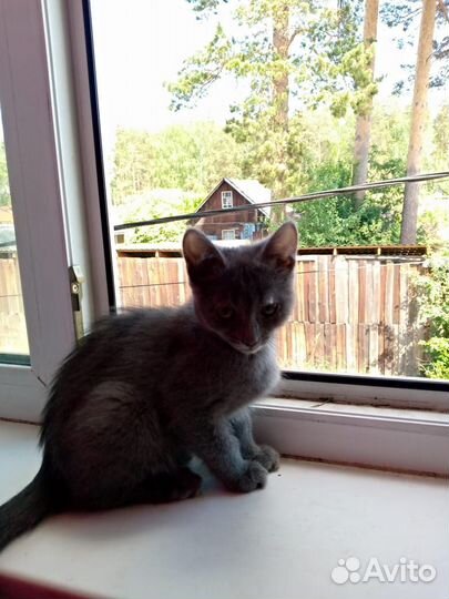 Кошки