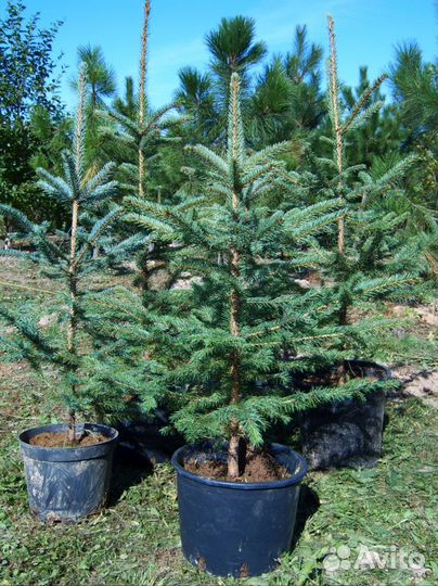 Саженцы ёлок лесных 5-7 летних на пересадку