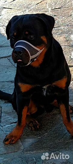 Отдам ротвейлера
