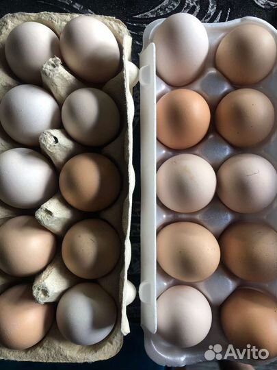 Инкубационное яйца Мехеленской кукушки