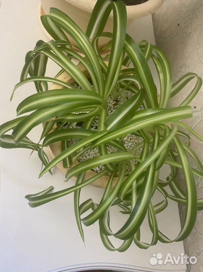 Спацифилум, хлорофитум, фикус бенджамина