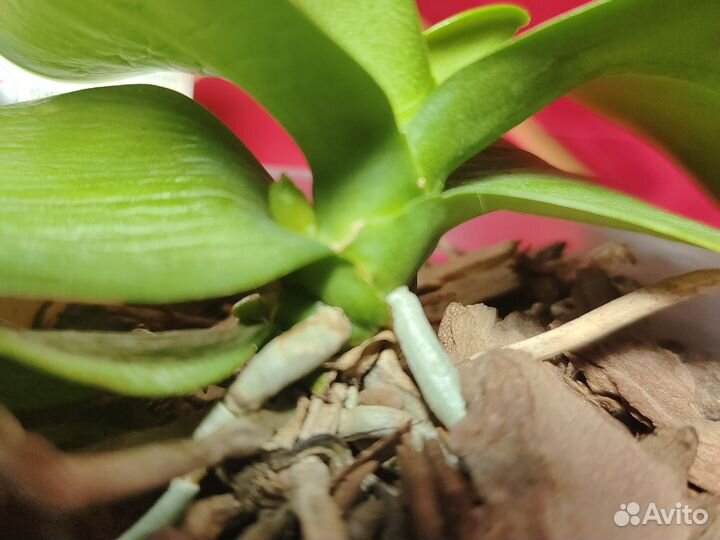 Орхидея фаленопсис Капуцин