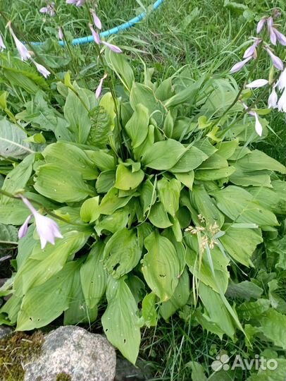 Хоста растение
