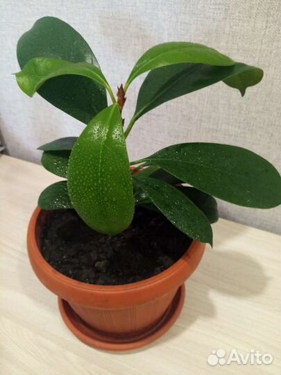 Фикус 2 вида