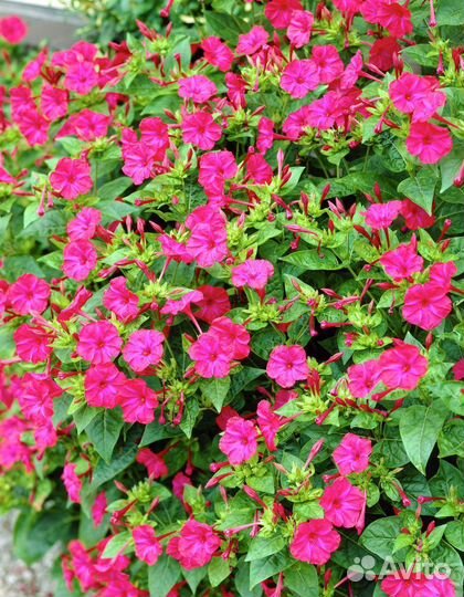 Мирабилис (рассада)