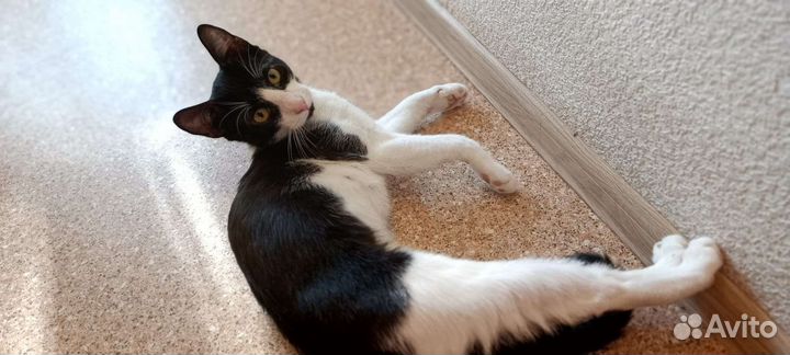 Кошка