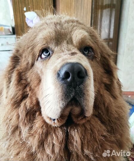 Тибетский мастиф вязка