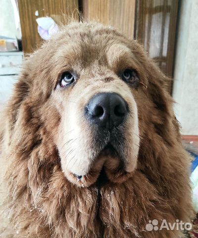 Тибетский мастиф вязка