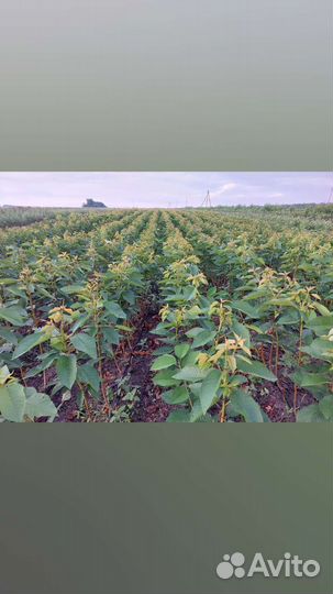 Саженцы в ассортименте