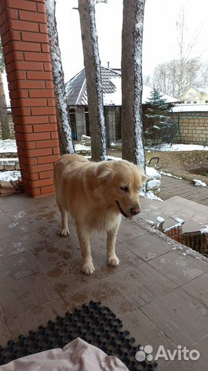 Найдена собака