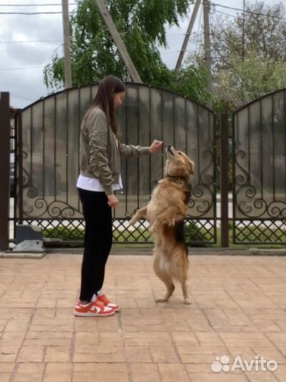 Выгул собак