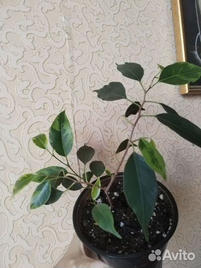 Фикус бенджамина большой и отростки