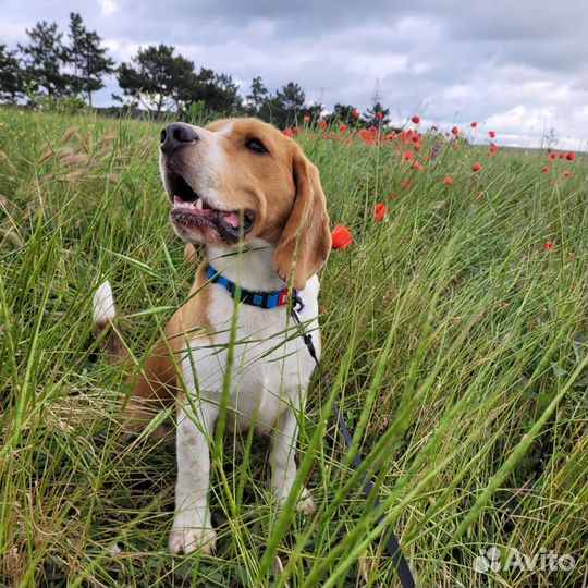 Вязка бигль