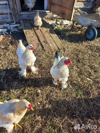 Петухи