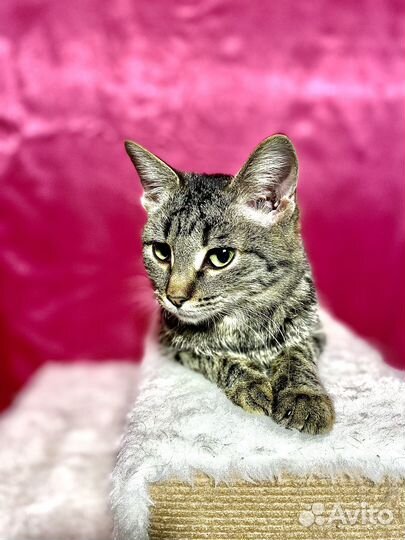 Кошка в дар