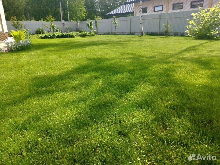 Газон посевной, посев газона