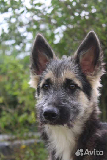 Джерри ищет хозяина