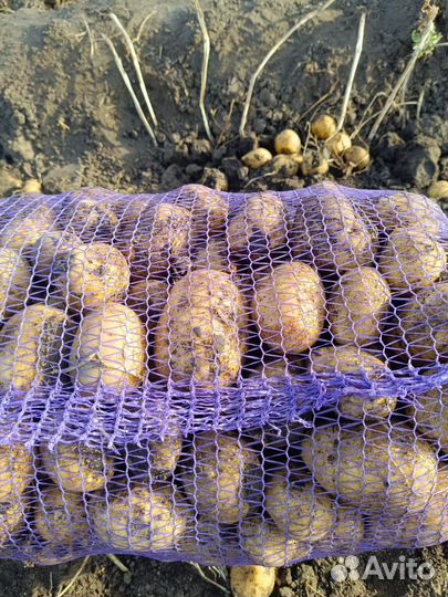 Продам картофель с доставкой