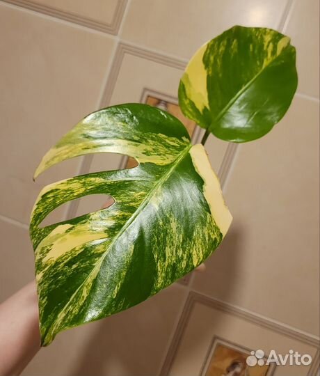 Монстера желтая (Monstera Pertusa yellow splash)