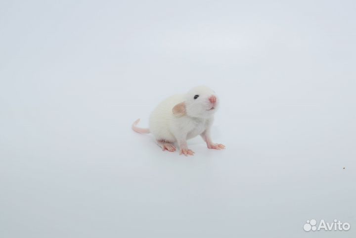 Крысы дамбо. От 1 месяца. Питомник. Доставка по РФ