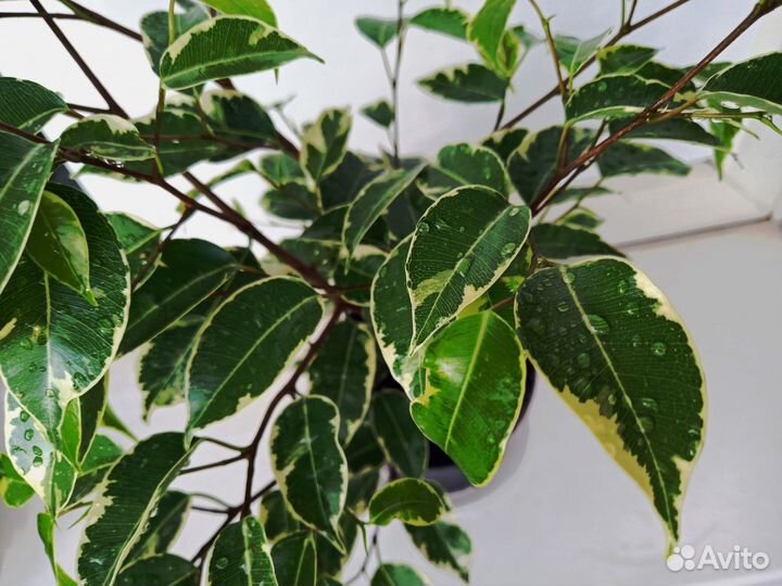Фикус Бенджамина вариегатный