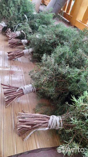 Можевельник