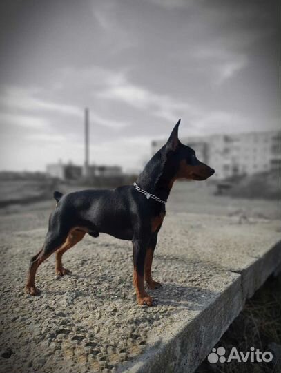 Цвергпинчер