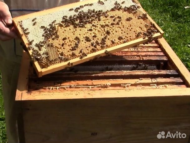 Мёд 2024 года натуральный опт