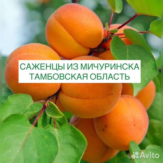 Саженцы на осень с бесплатной доставкой