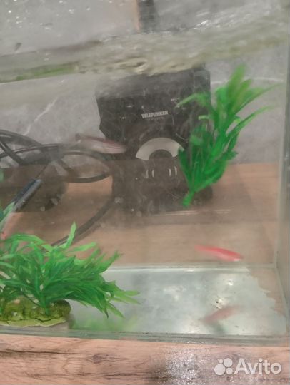 Рыбки данио гло