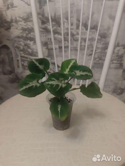 Сингониумы сортовые