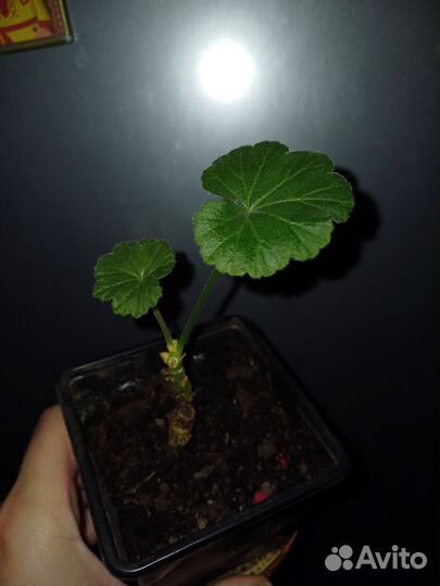 Комнатные цветы