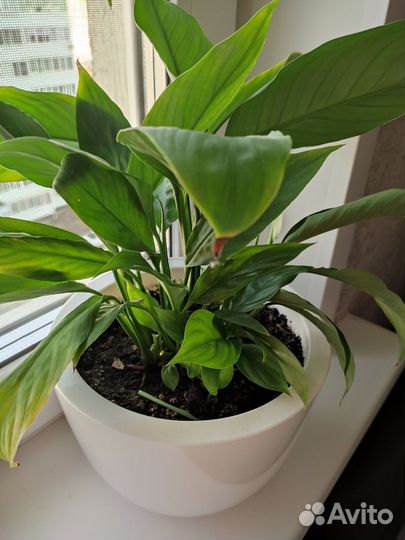 Женское счастье Спатифилум