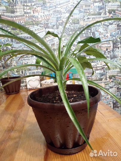 Ананас комнатный