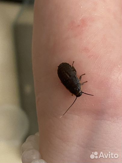 Мадагаскарский таракан