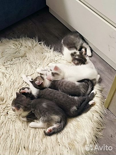 Кошка в дар