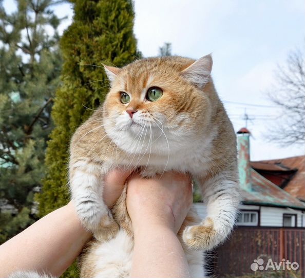 Вязка с золотым котом