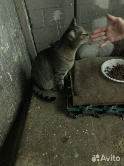 Три кошки и один кот, стерилизованные, ищут дом