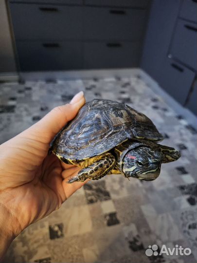 Красноухая черепаха бесплатно