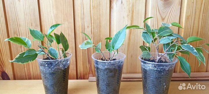 Фикус бенджамина