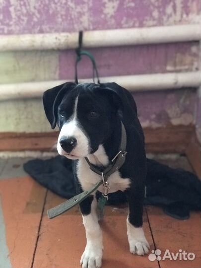 Собачка пид буль