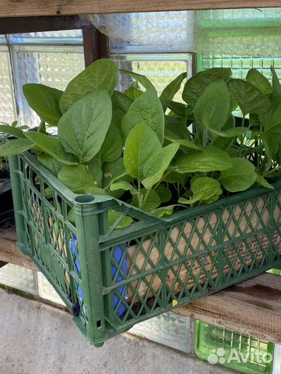 Продам рассаду