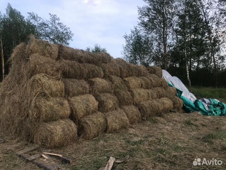 Продам сено в рулонах