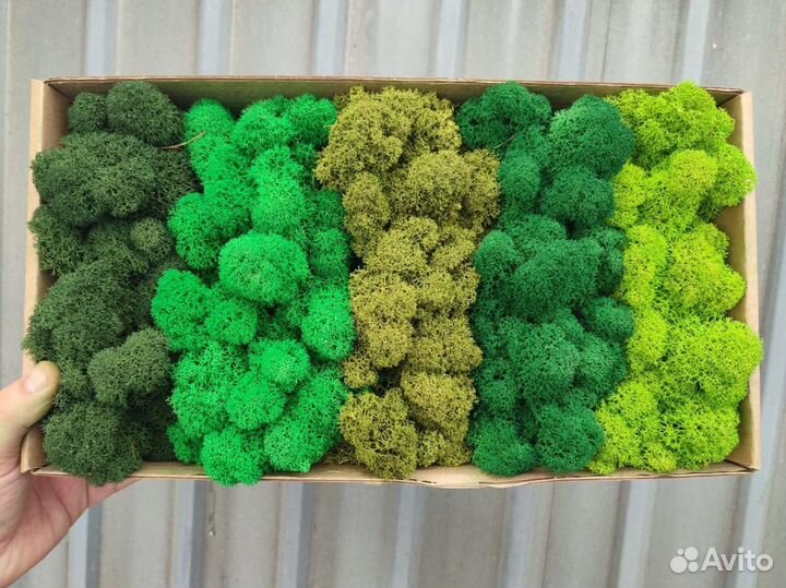 Стабилизированный мох, ягель, кочка, пласт, панно