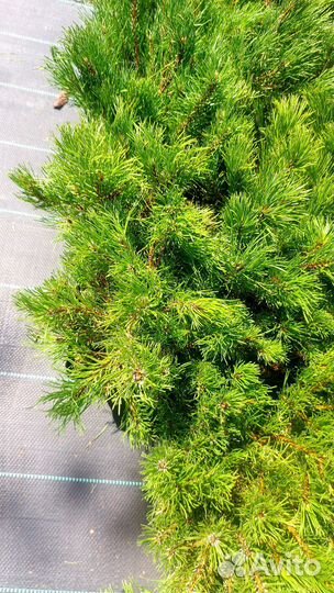 Сосна горная пумилио